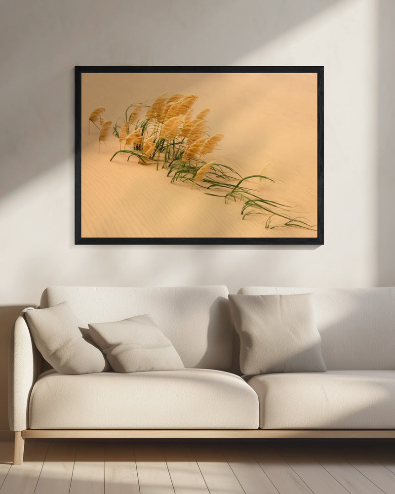 Pampas Grass in Sand Dune | Canvas