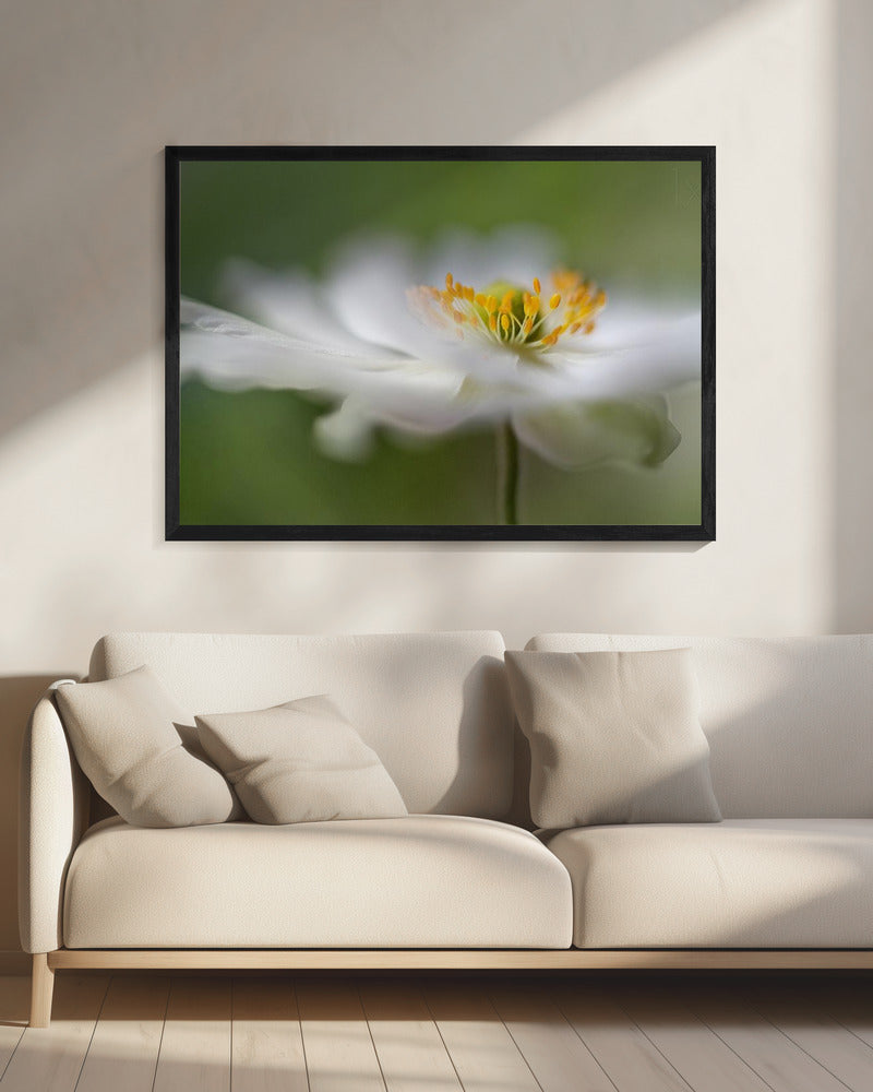 White Anemone | Canvas