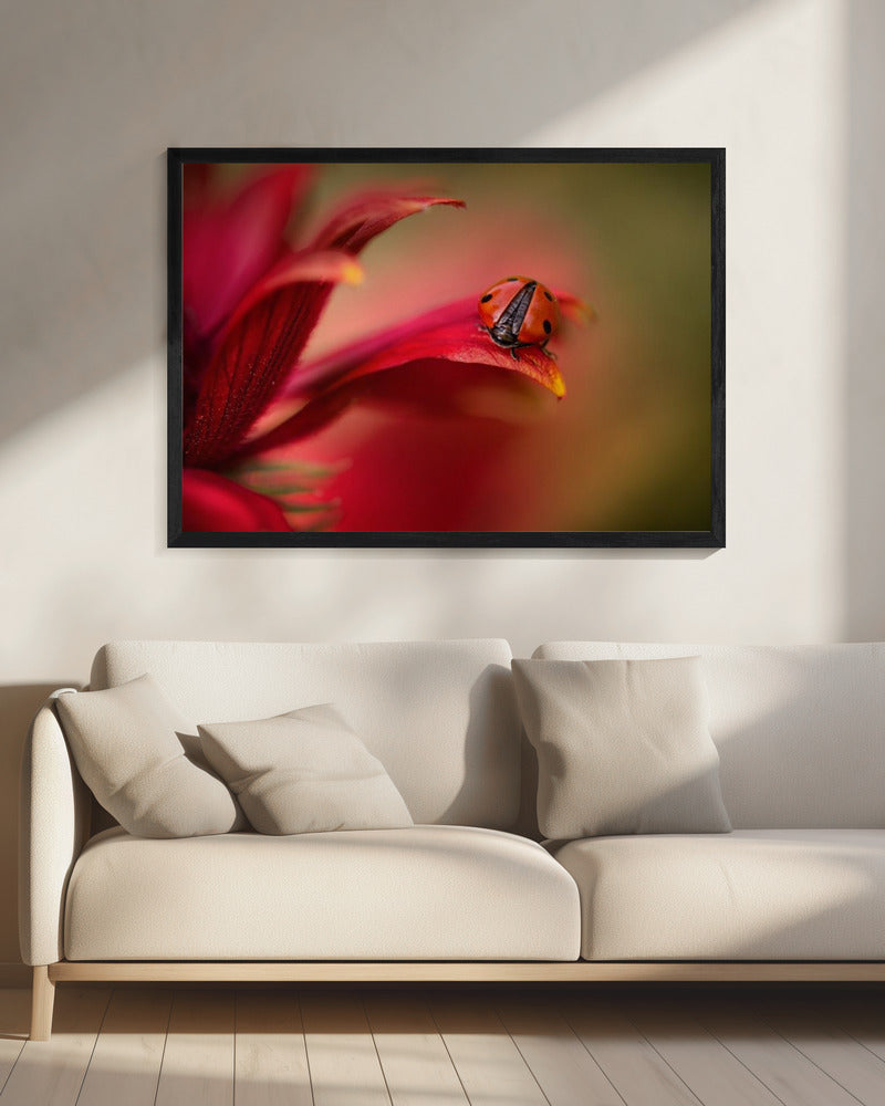 Simply red | Canvas