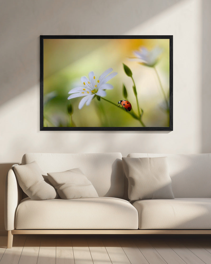 Summer beauties | Canvas