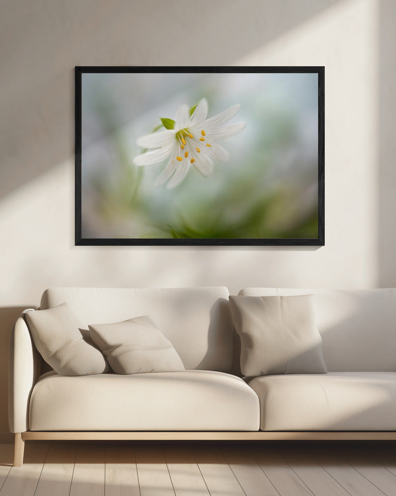 Spring Stitchwort | Canvas