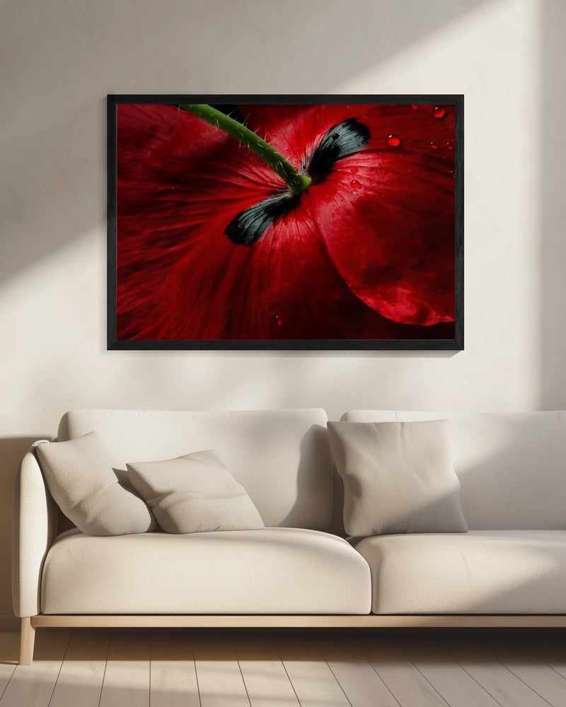 Papaver passion | Canvas
