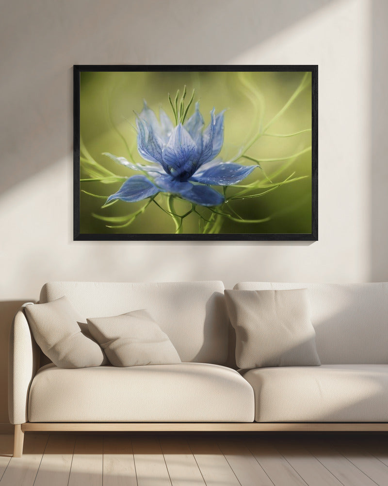 Nigella | Canvas