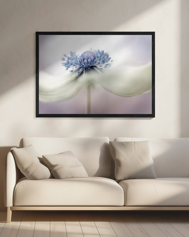 a n e m o n e | Canvas