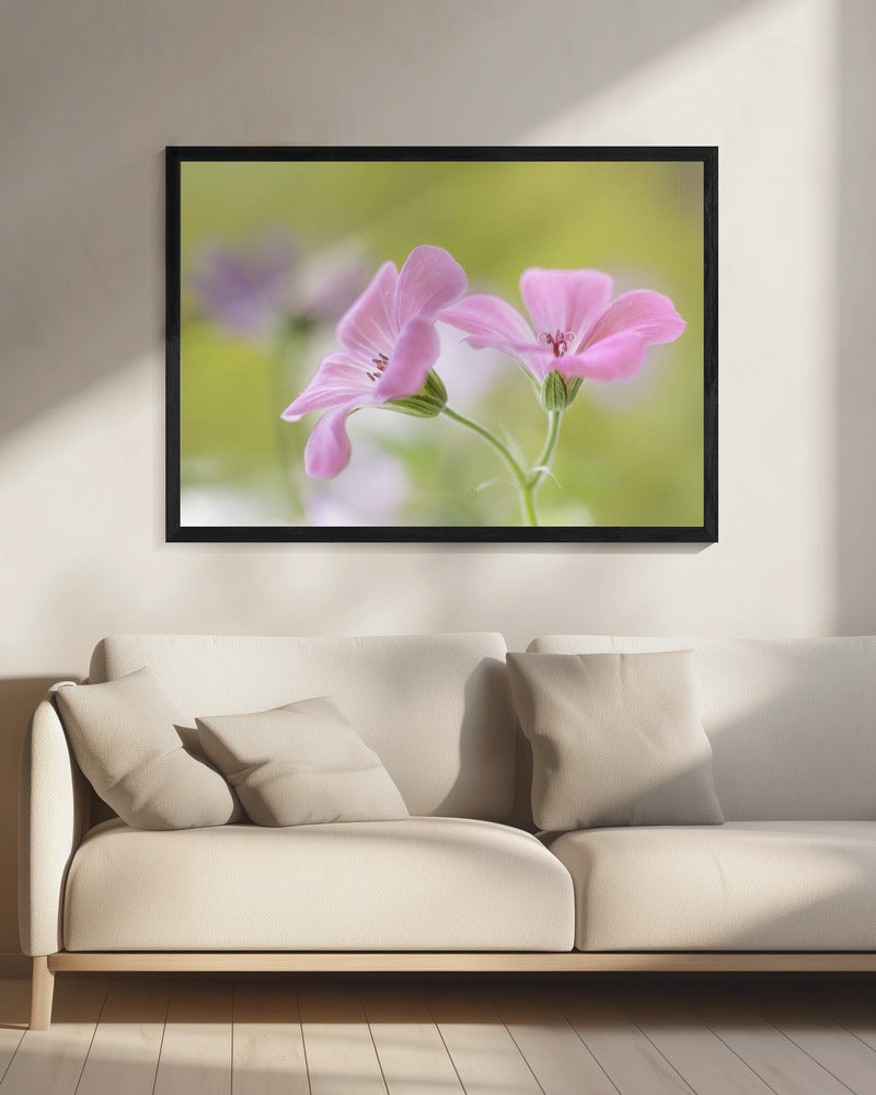 Pink Melody | Canvas