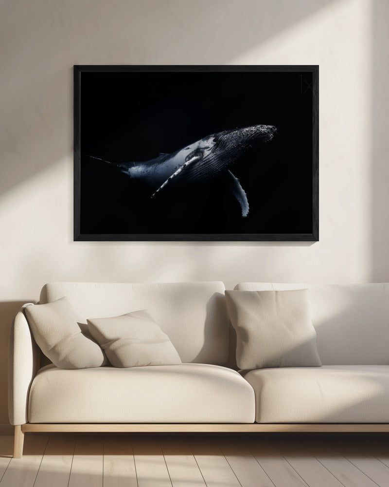 Black &amp; Whale | Canvas