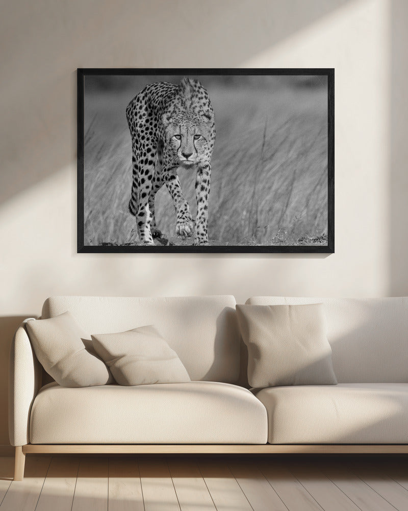 Focused predator | Canvas