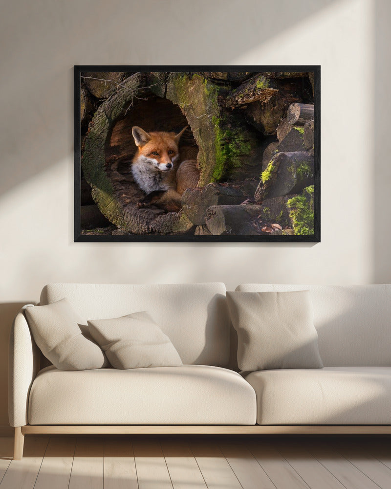 Fox | Canvas