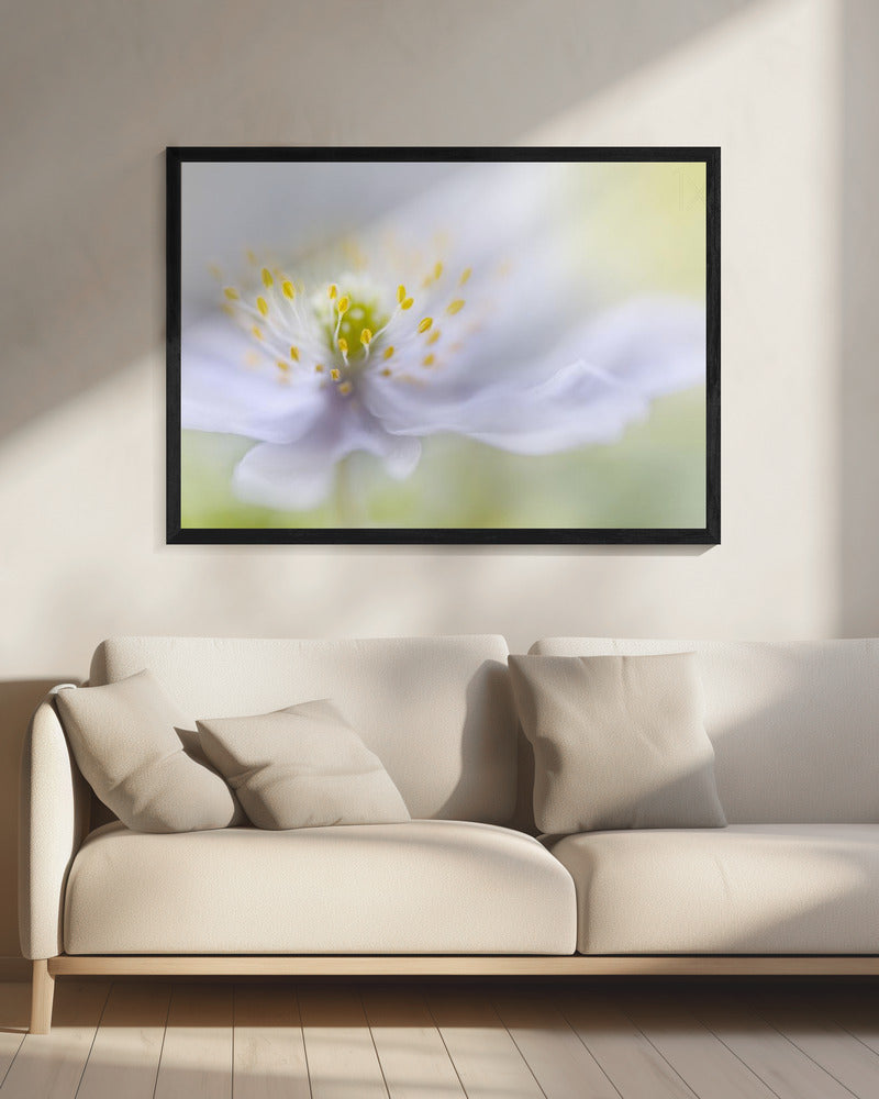 Anemone Beauty | Canvas
