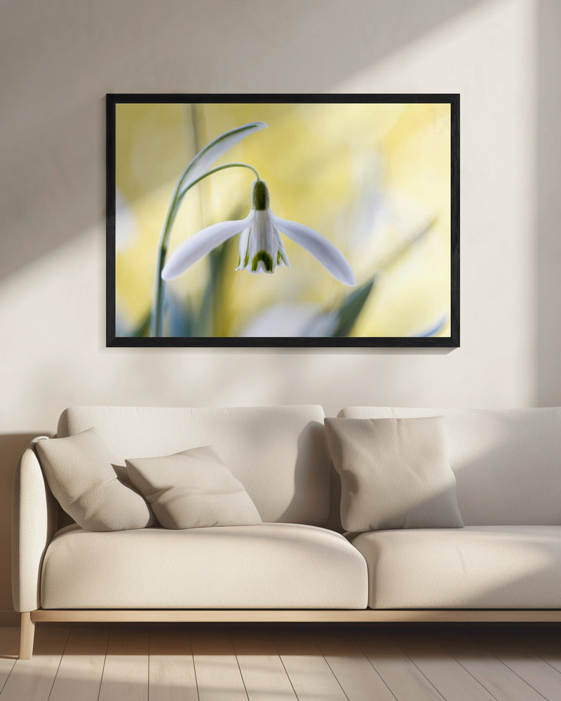 Snowdrops | Canvas