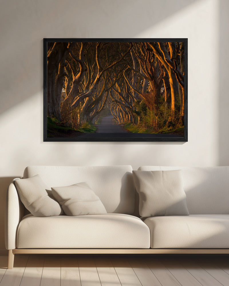 The Dark Hedges in the Morning Sunshine | Canvas