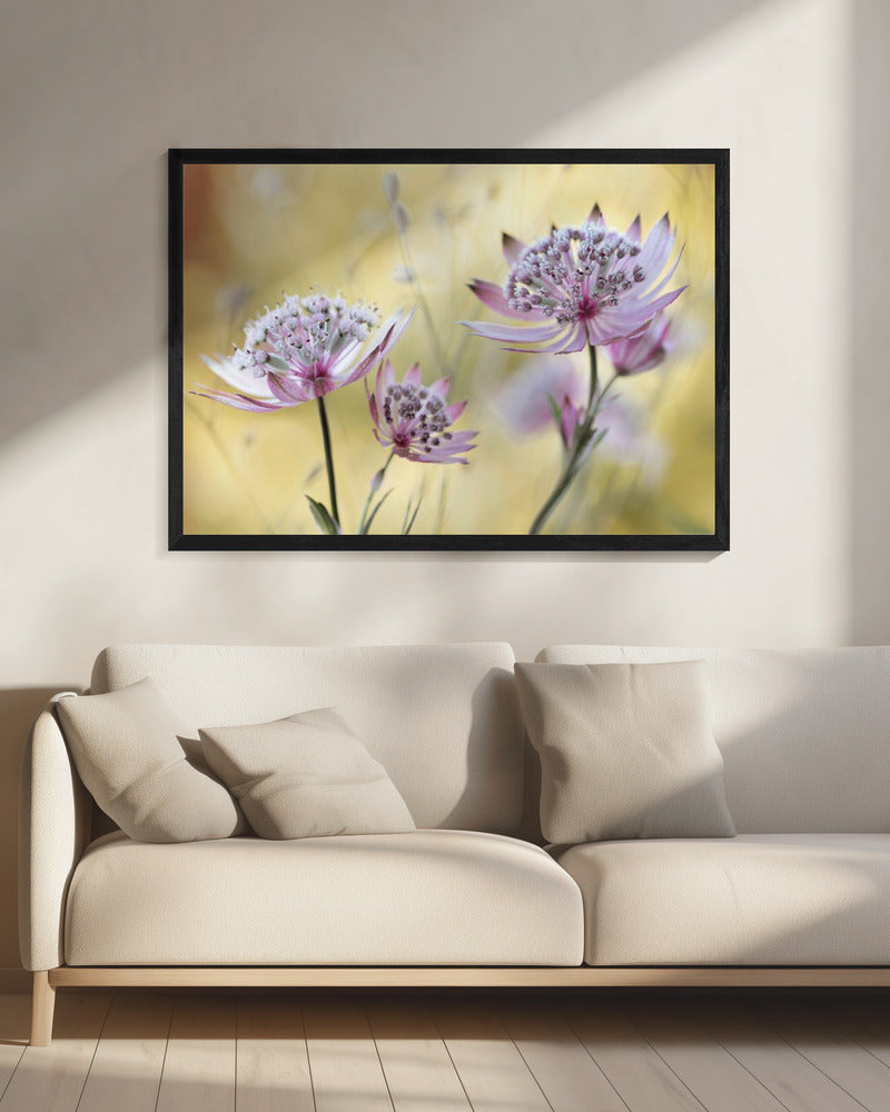 Astrantia Major | Canvas