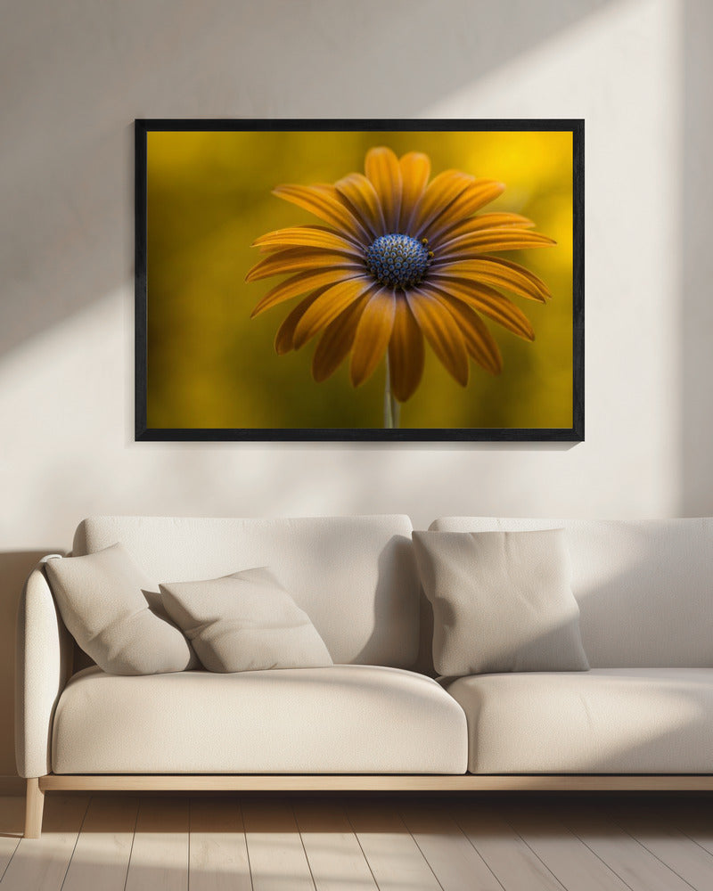 Sunshine Daisy | Canvas