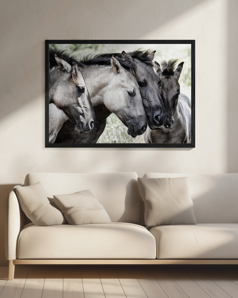 Four Konik Horses | Canvas