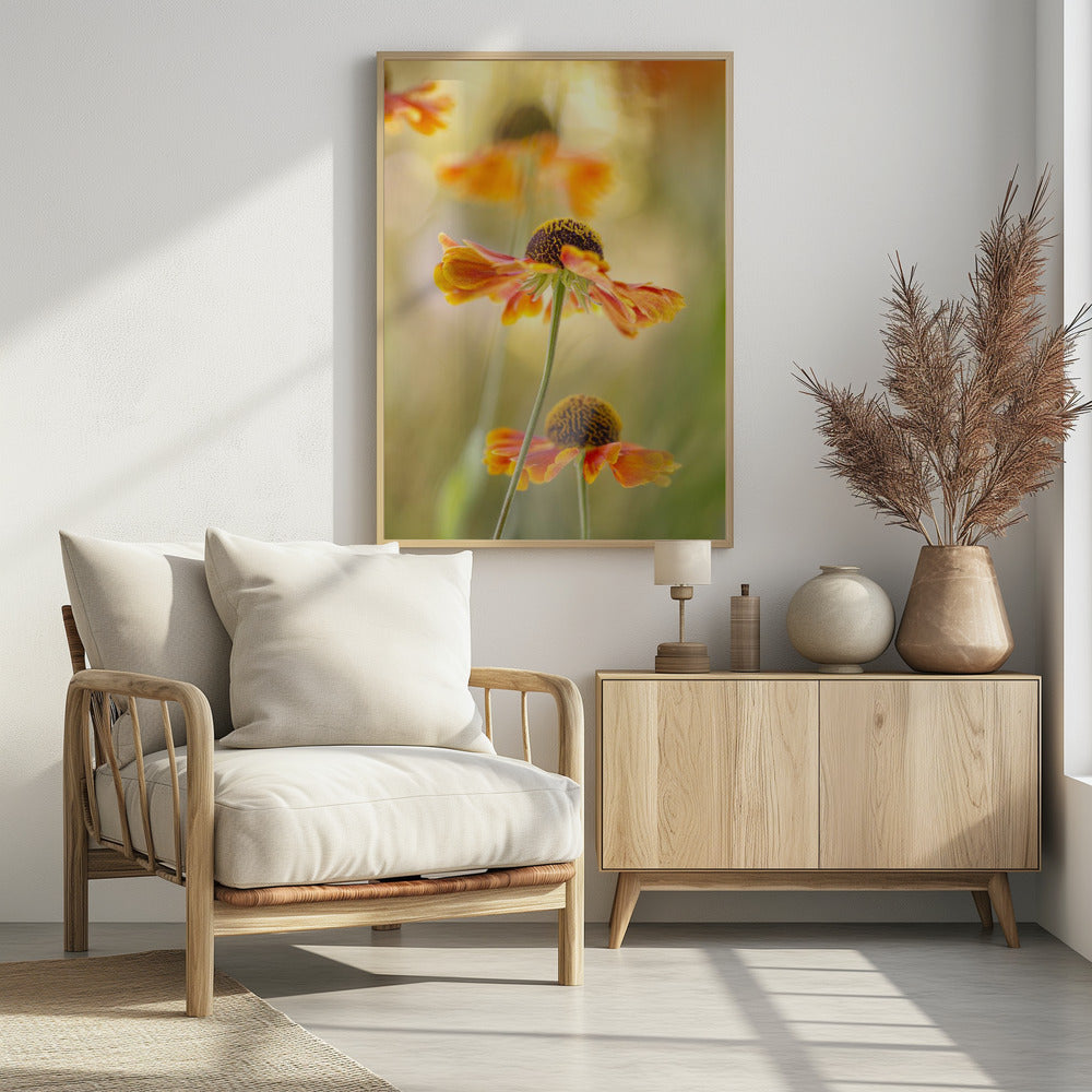 Helenium | Poster