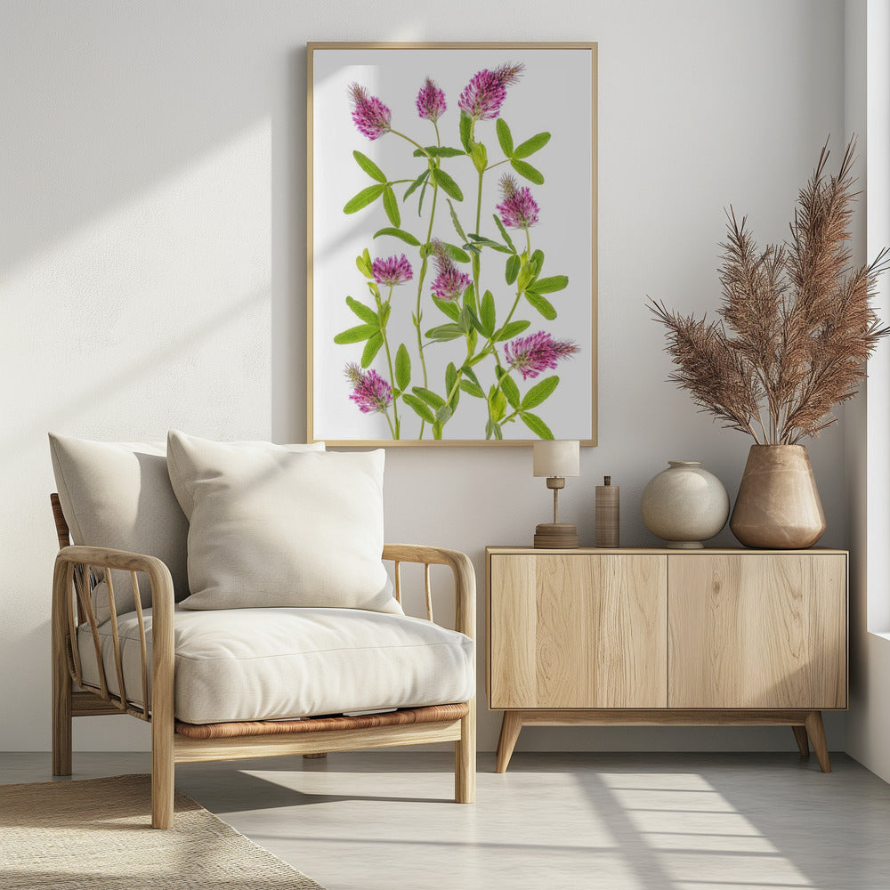 Trifolium | Poster