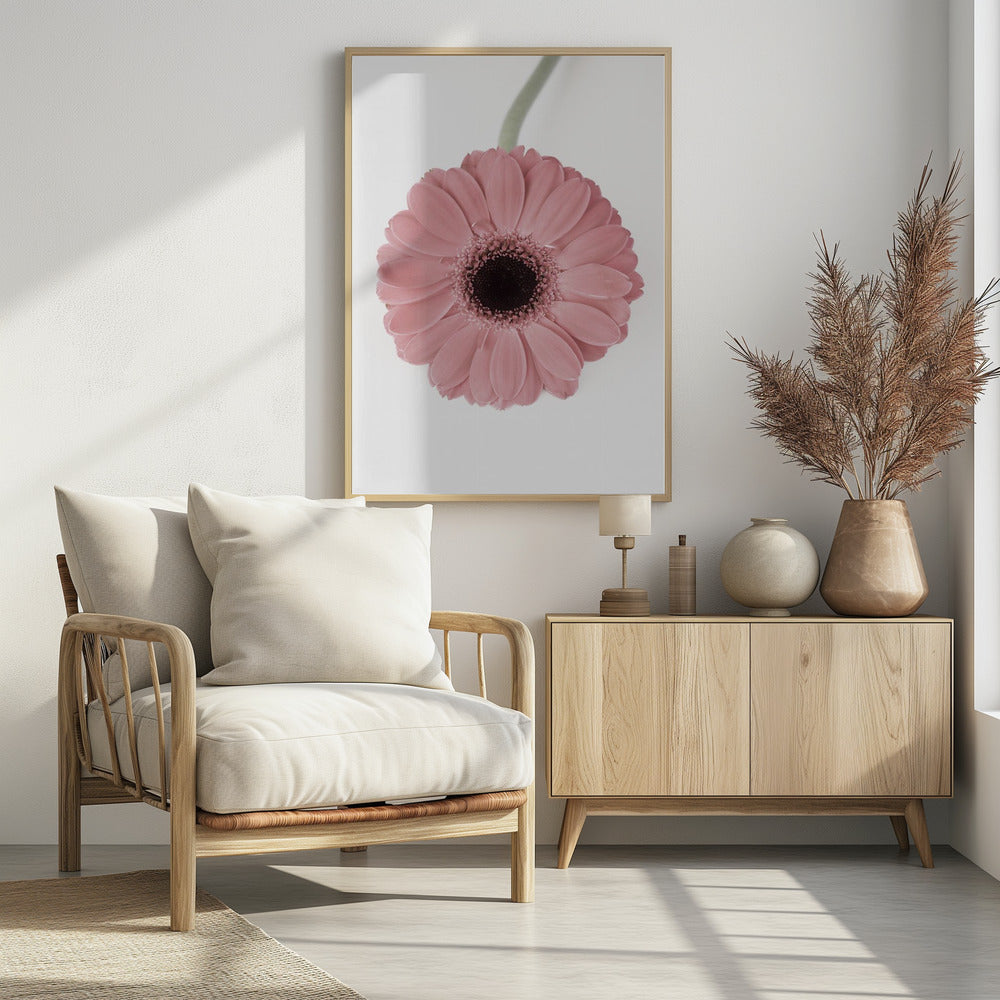 Pink Gerbera II | Poster