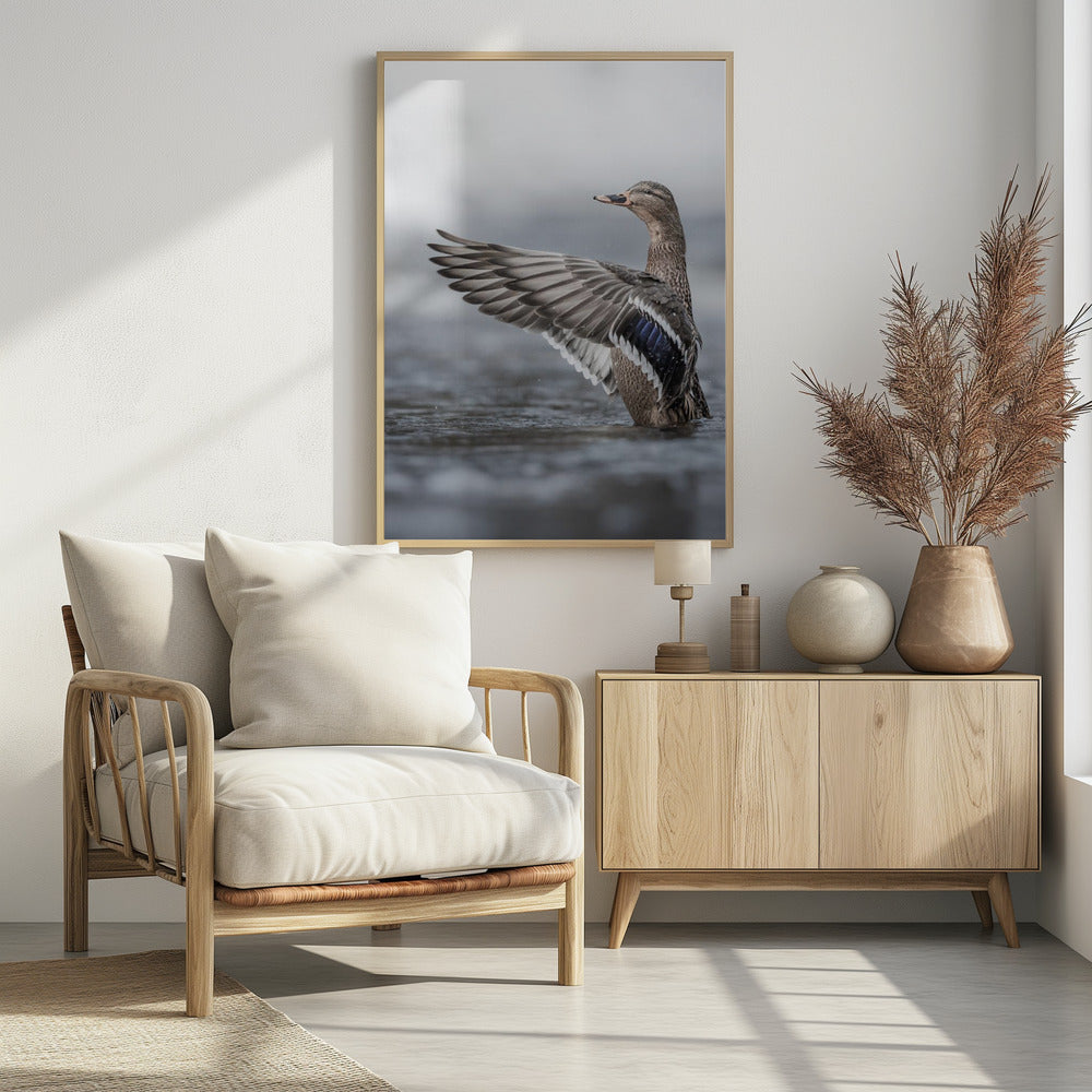 Female mallard with outstretched wings | Poster