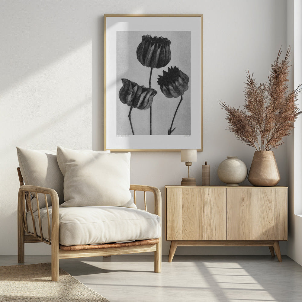 Abutilon (Lime Mallow | Poster