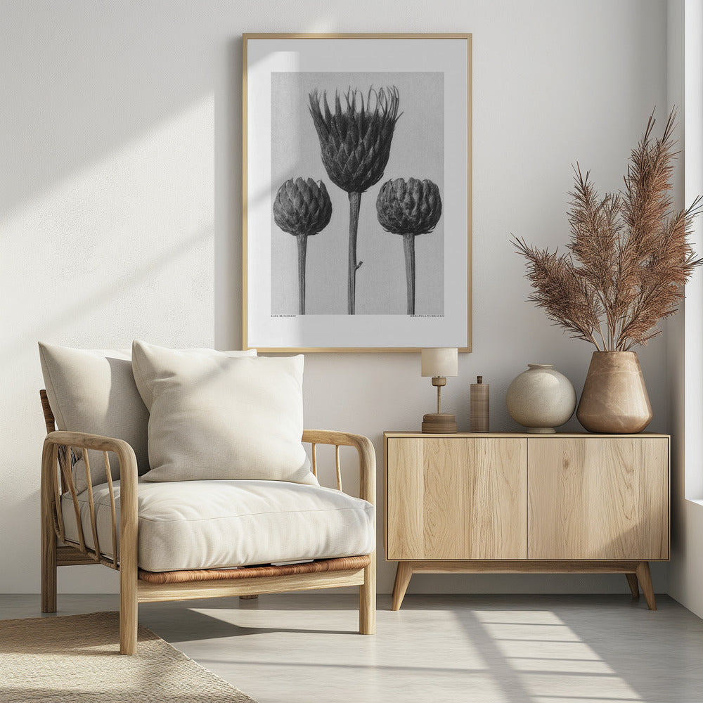 Serratula Nudicaulis | Poster