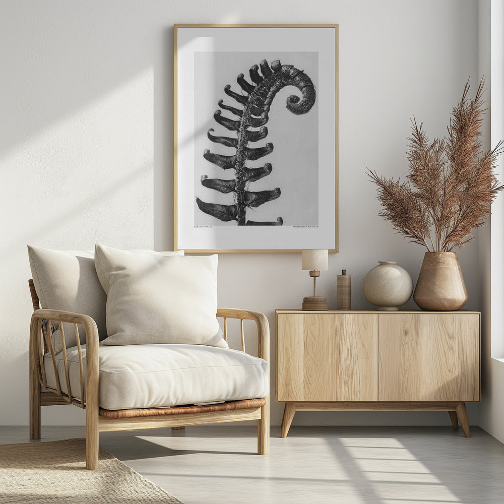 Polystichum Munitum | Poster