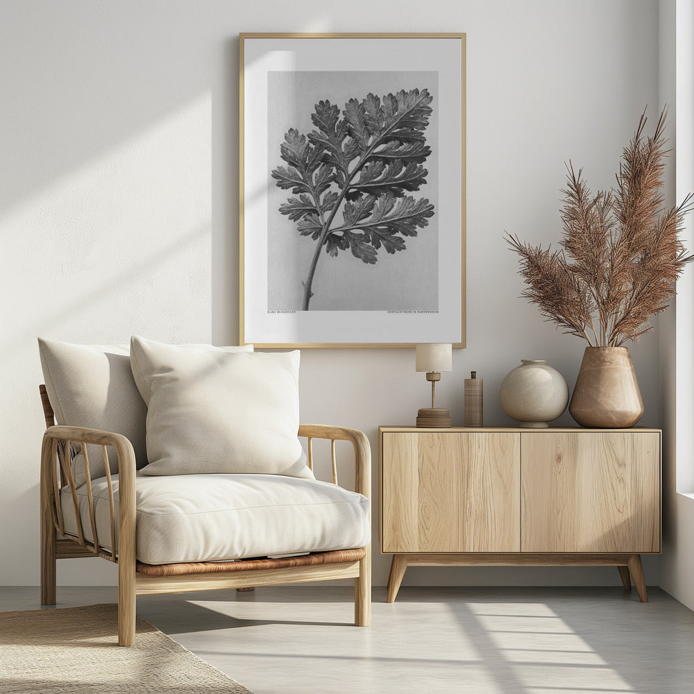 Chrysanthemum parthenium | Poster