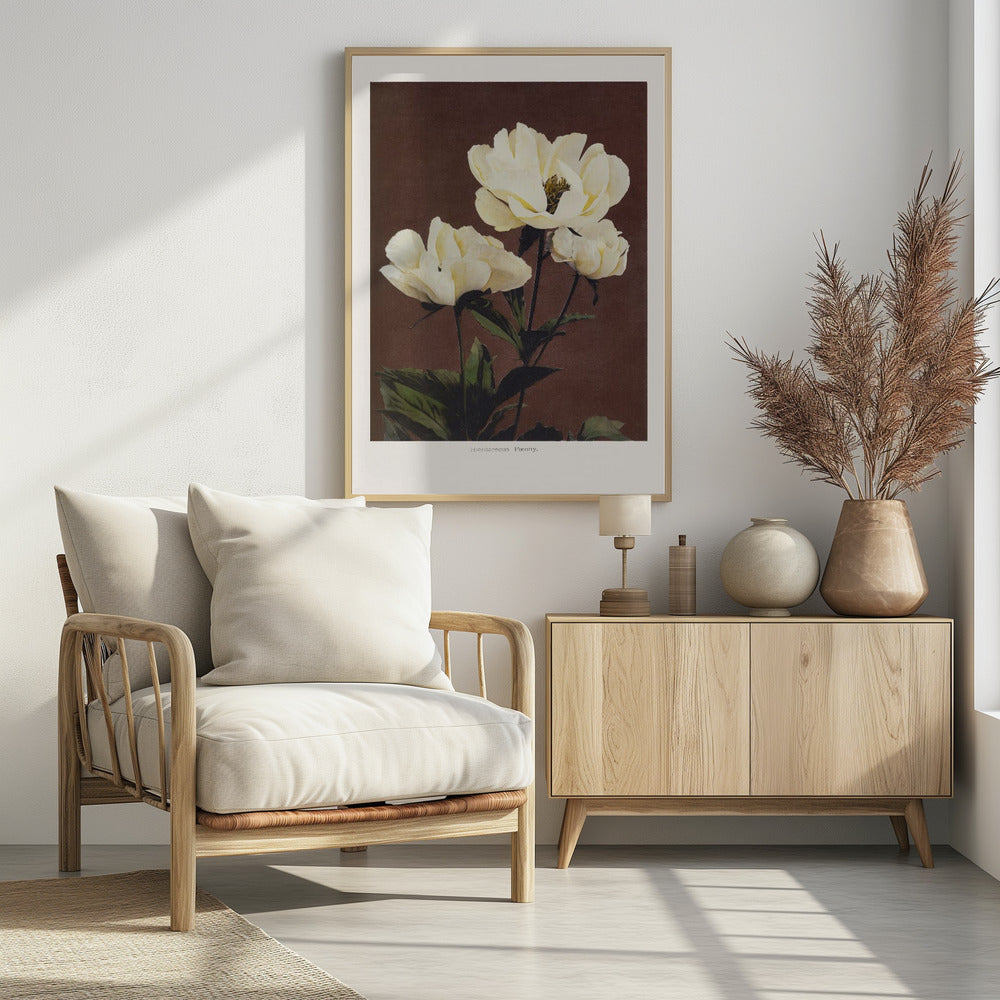 Hærdaceous Peony | Poster