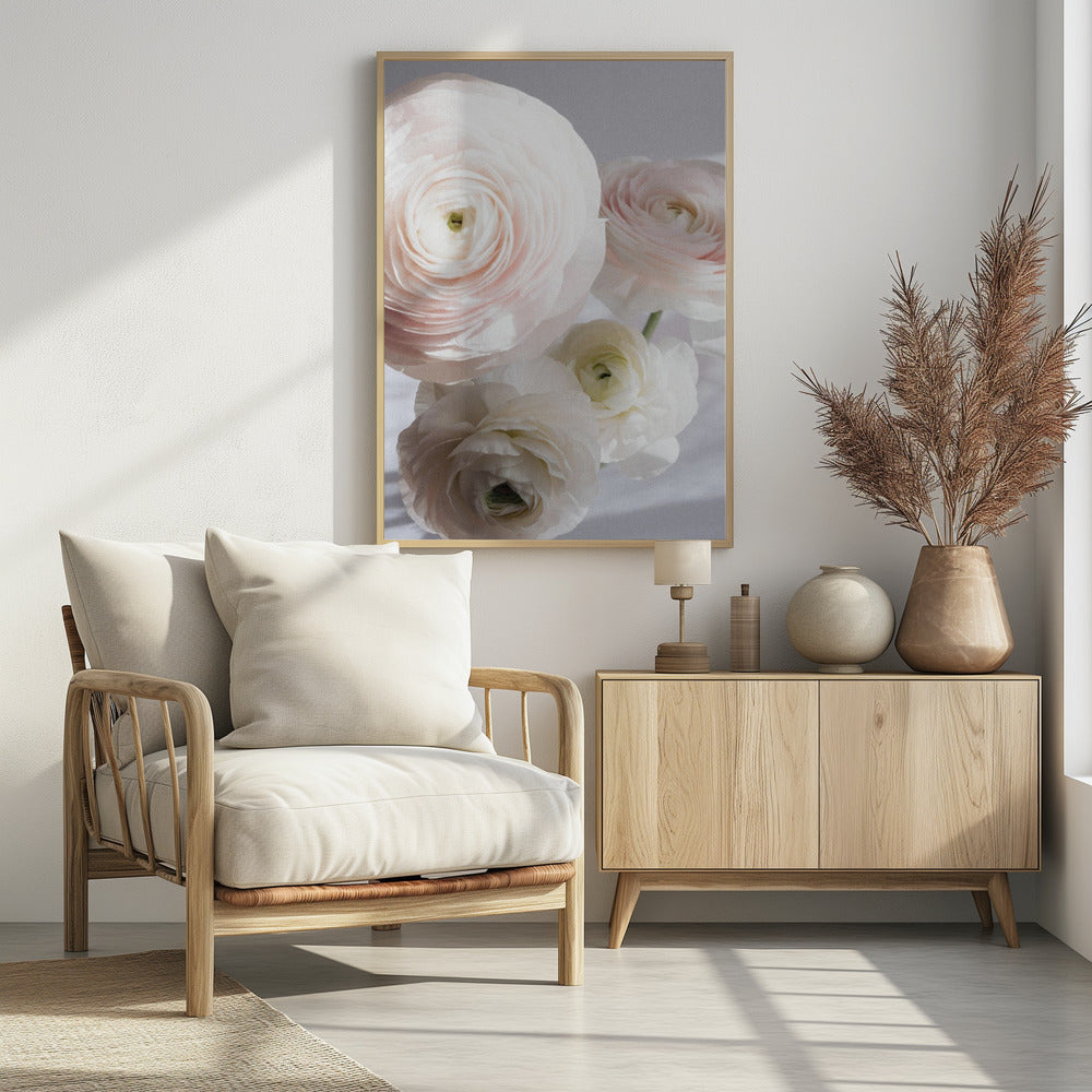 Soft Ranunculus | Poster