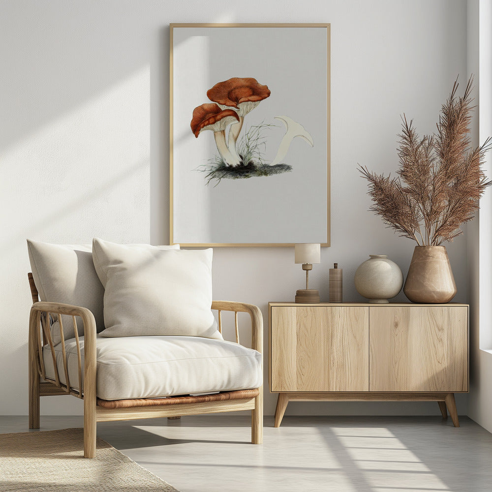 Hand Drawn Rufous Milkcap Mushroom | Poster