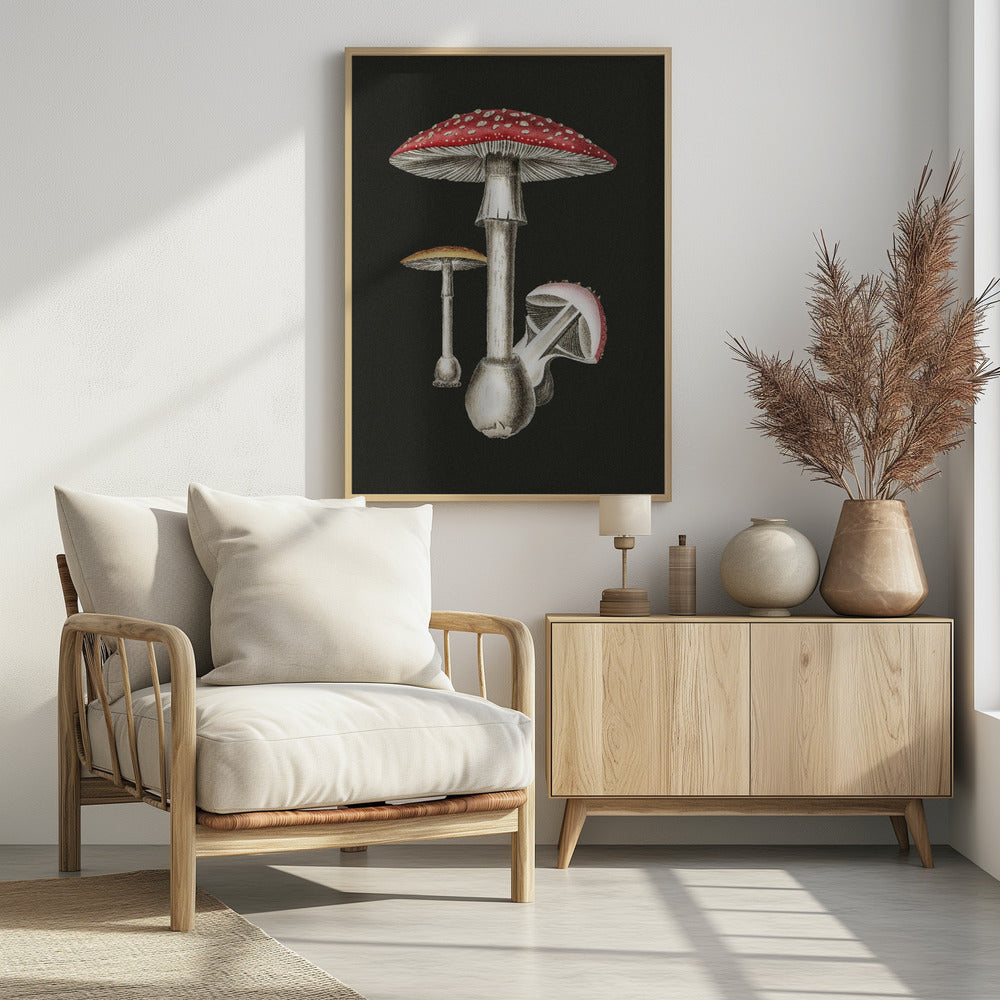 Amanita Muscaria Dark Background | Poster