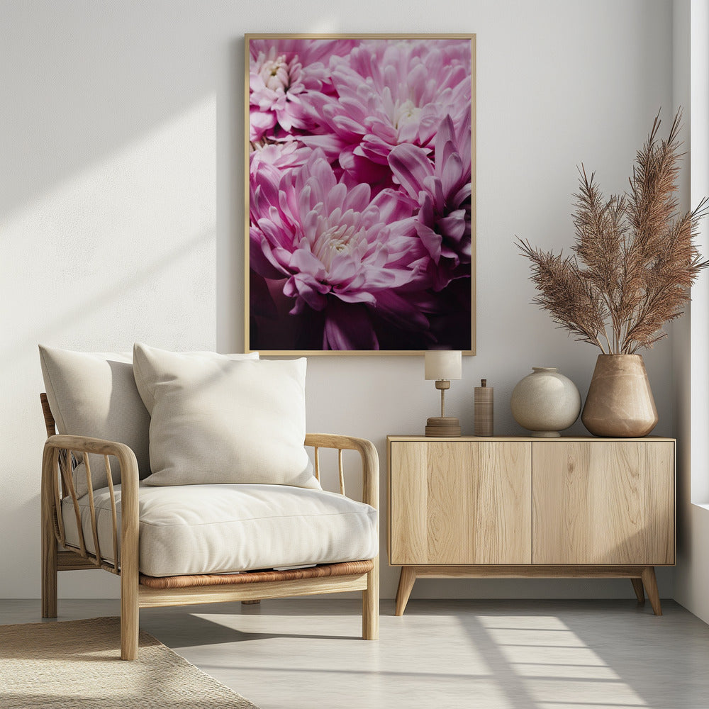 pink Chrysanthemum Blossom | Poster