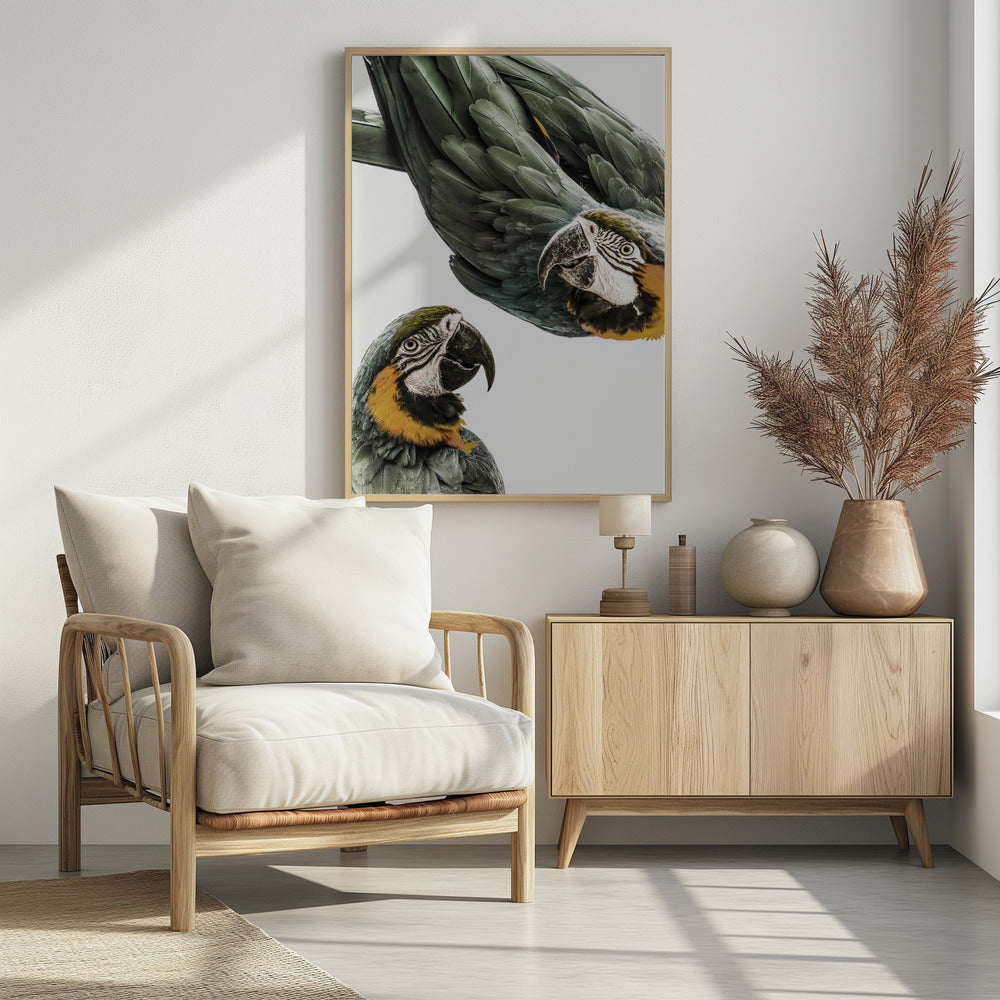 Vibrant Parrot Duo | Poster