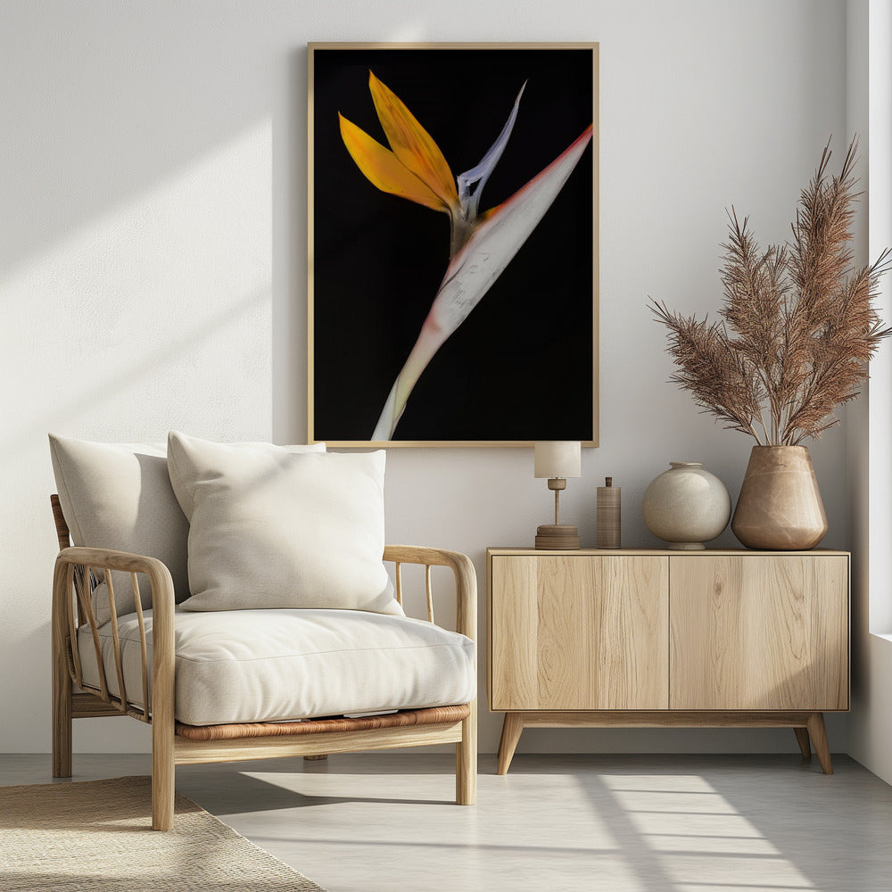 Bird of Paradise | Poster