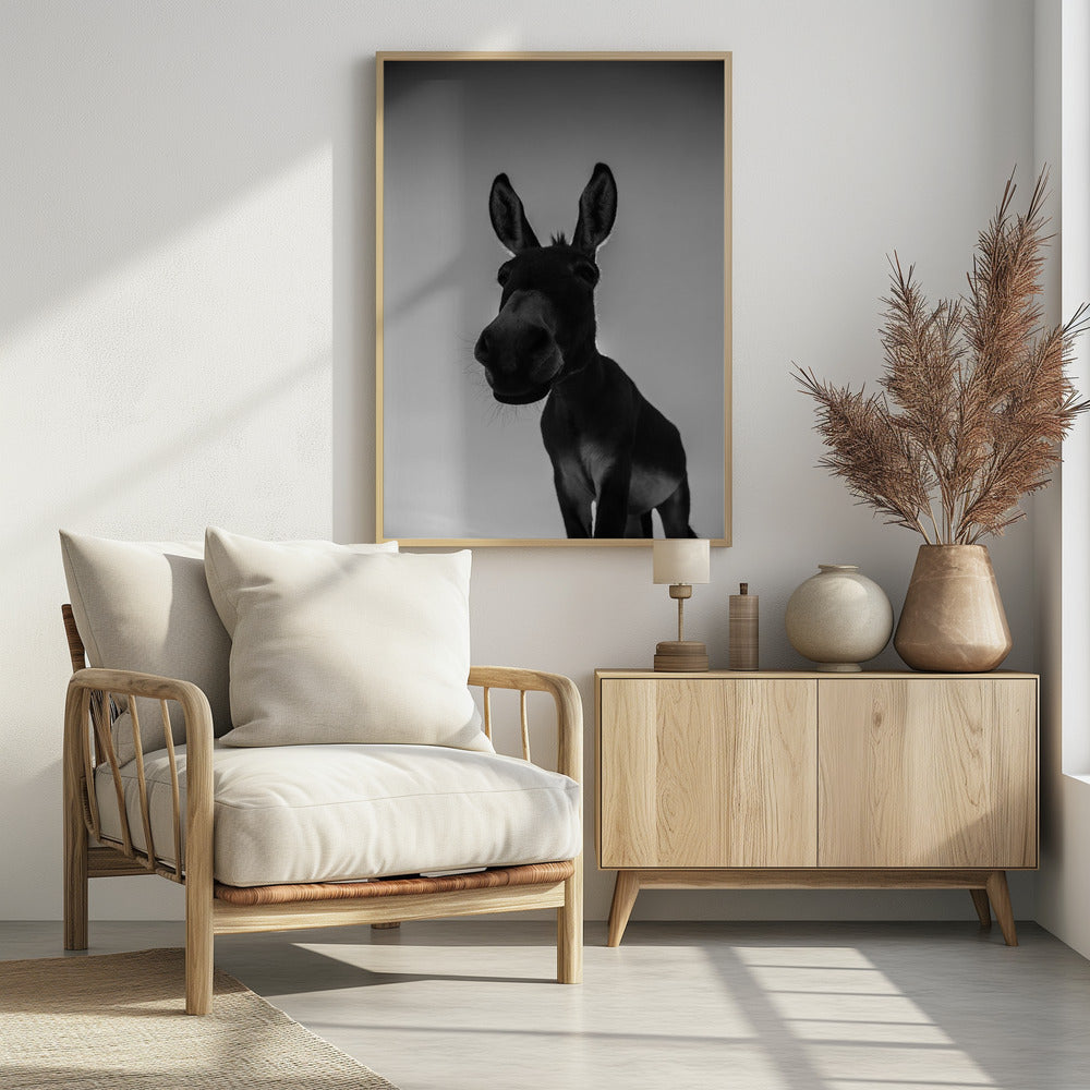 Curious Donkey Gaze | Poster