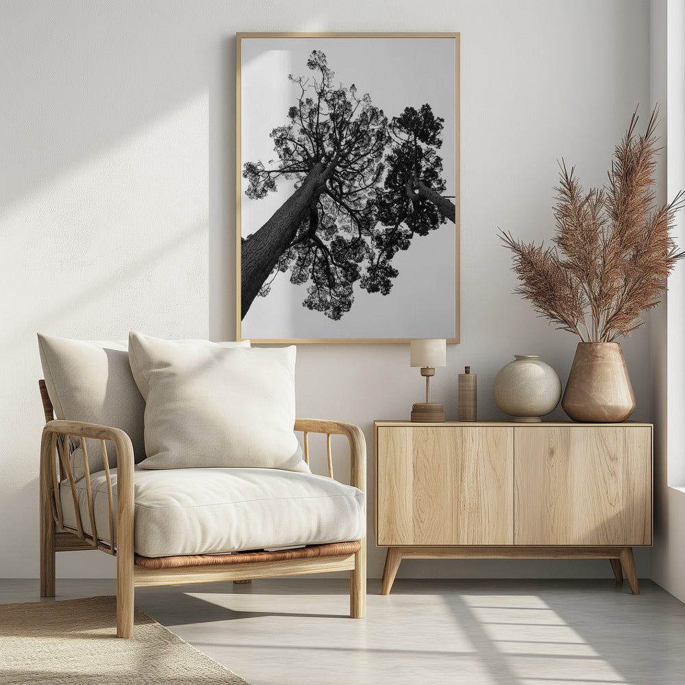 Towering Pines | Poster