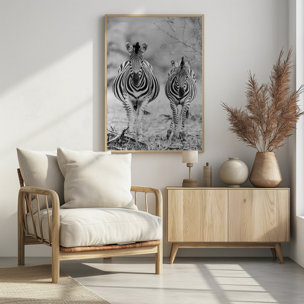Striped Horse Front On | Poster