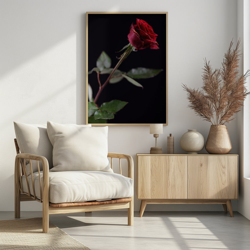 red rose | Poster