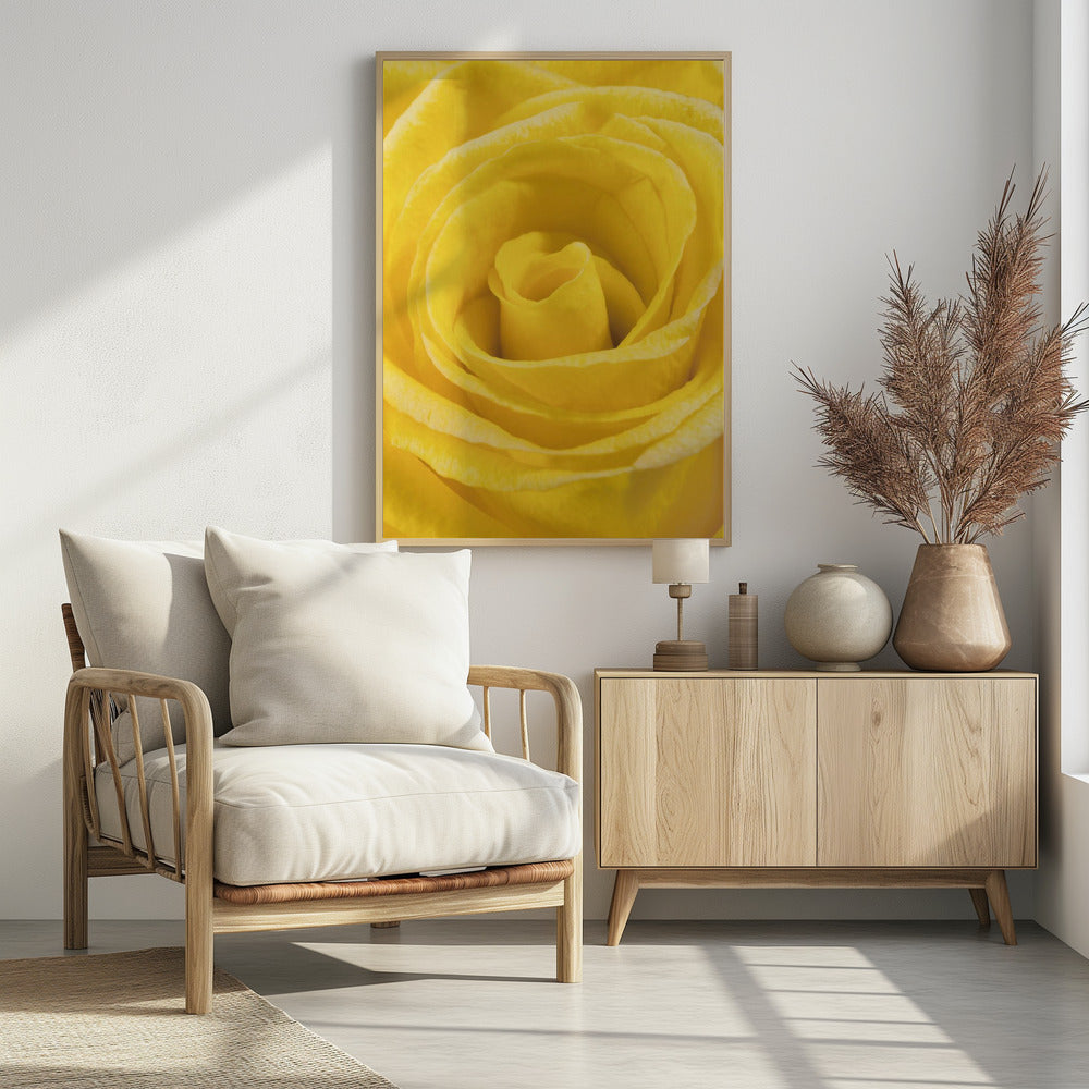 yellow rose | Poster