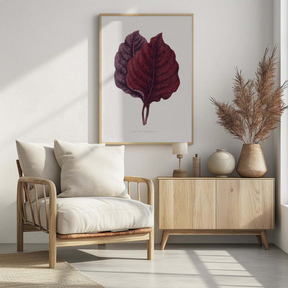 Pink Amarantus Leaf Illustration | Poster