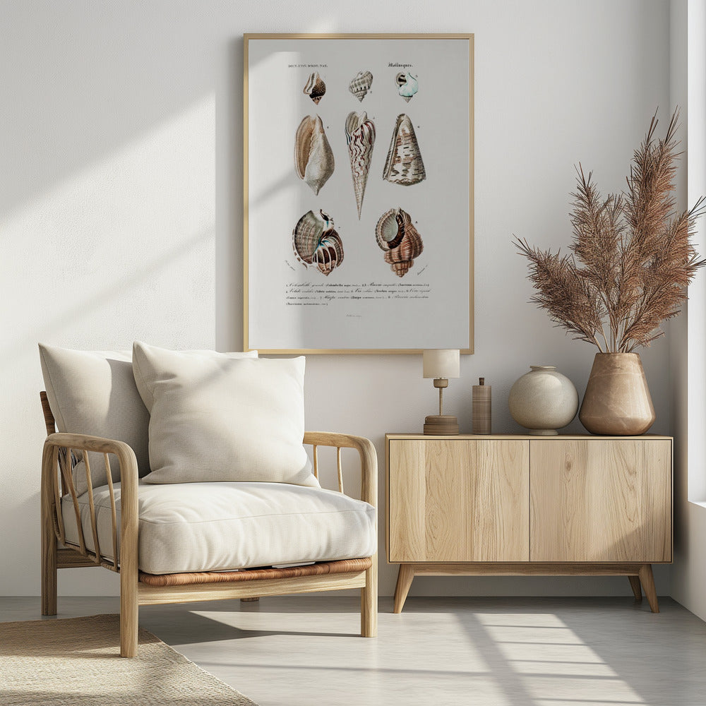 Sealife I | Poster