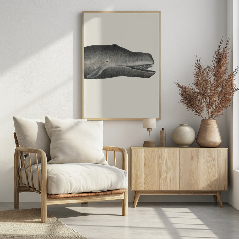 Whale Ii Tight Crop Handcolored Sealife Lithograph 1824 | Poster