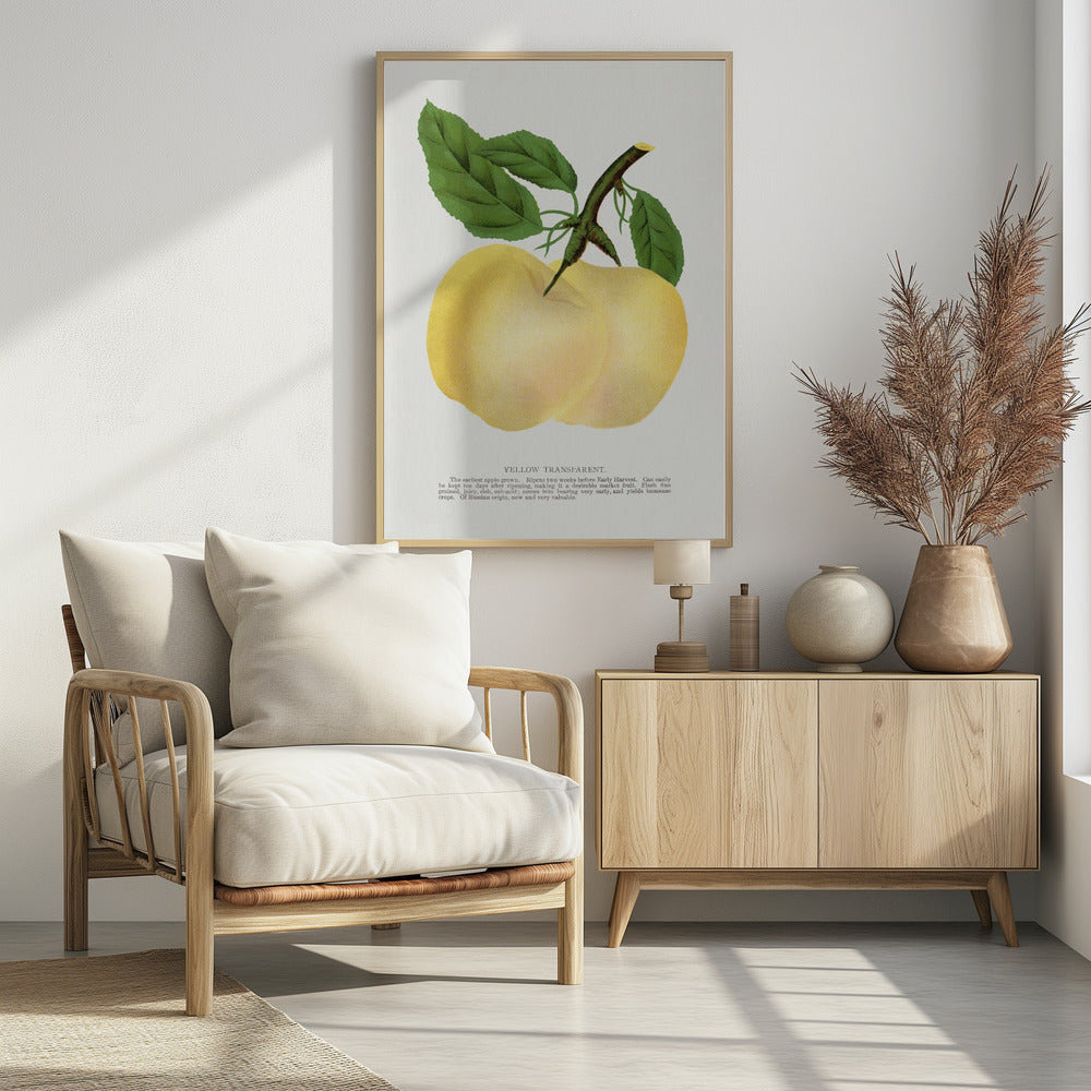 Yellow Transparent Apple Lithograph | Poster