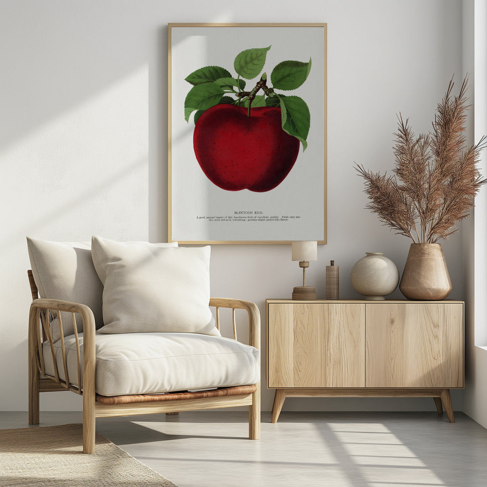 Mcintosh Red Apple Lithograph | Poster