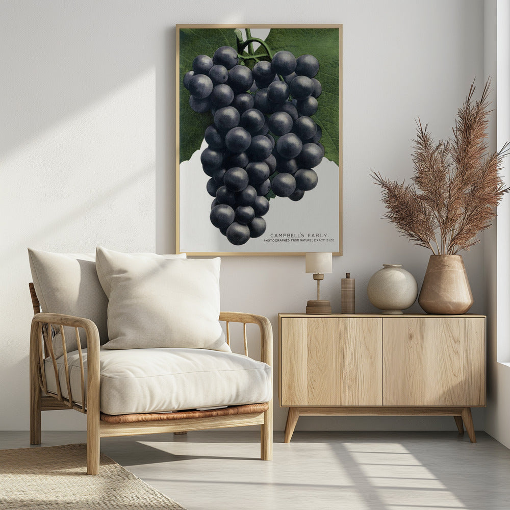 Campbell's Early Grape Lithograph | Poster