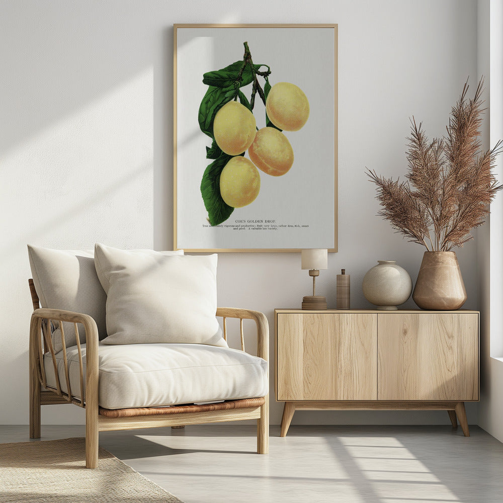 Coe's Golden Drop Plum Lithograph | Poster