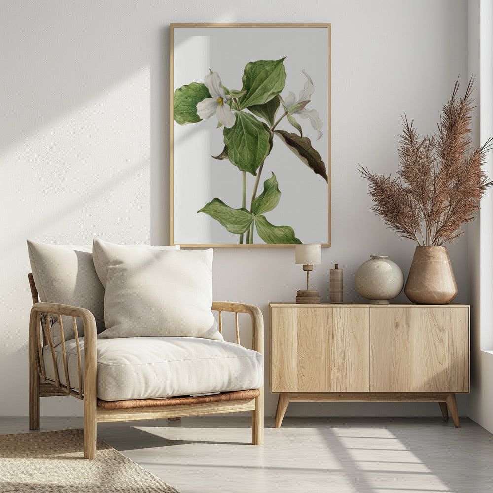 Large White Trillium | Poster