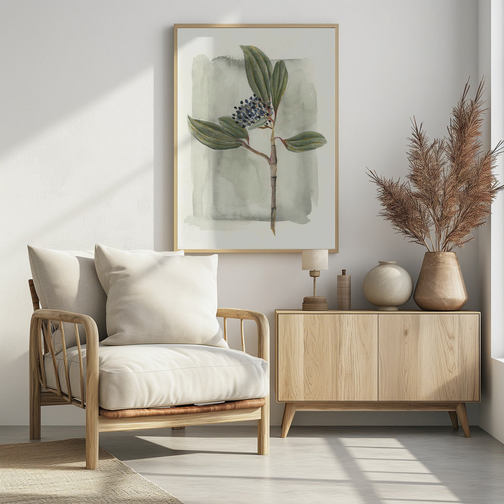 Viburnum davidii | Poster