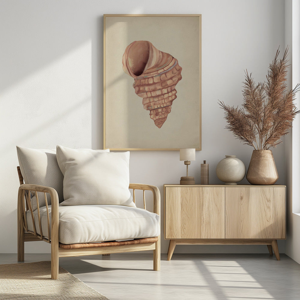 Pink seashells | Poster