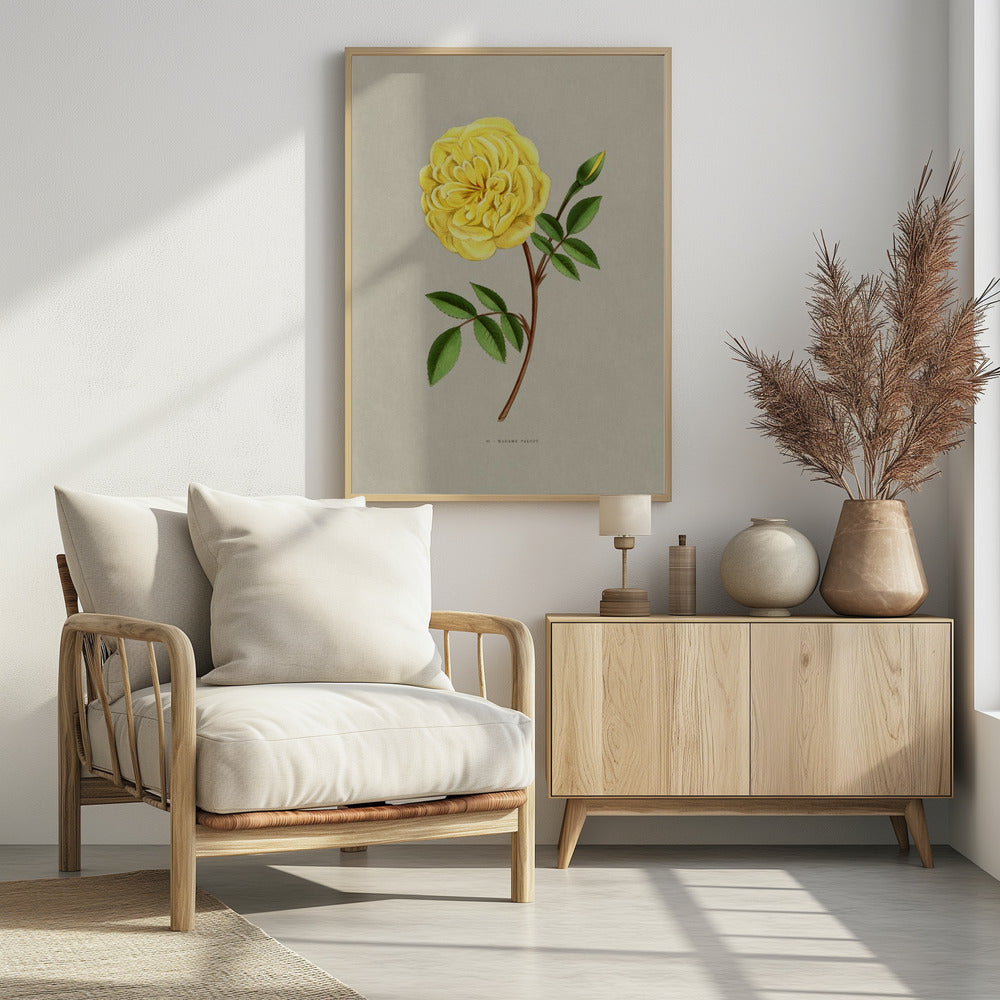 Rose Madame Falcot | Poster