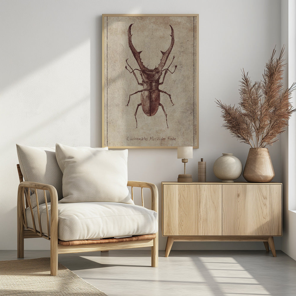 Antique Beetle Illustration | Poster
